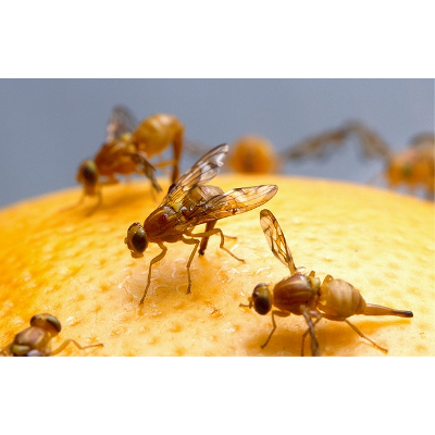 fruit flies min